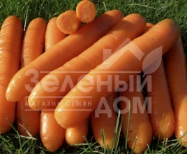 Семена моркови Болеро F1 / Bolero F1,110-120 дней купить оптом и в розницу в Украине по выгодной цене