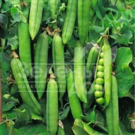Семена гороха Бостон / Boston купить оптом и в розницу в Украине по выгодной цене