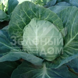 Семена капусты белокочанной Горнет F1 / Hornet F1,57-62 дня купить оптом и в розницу в Украине по выгодной цене
