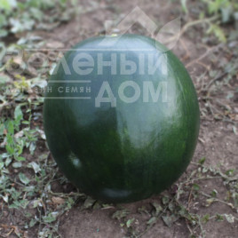 Насіння кавуна КС 160 F1 / KS 160 F1,65-70 днів купити оптом і в роздріб в Україні за вигідною ціною