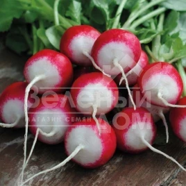 Семена редиса Дуо / Duo,30 дней купить оптом и в розницу в Украине по выгодной цене