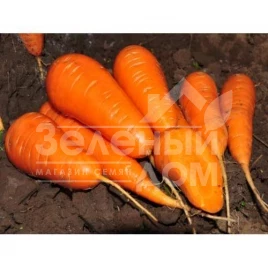 Семена моркови Шантане Редкор / Shantane Redkor,100 дней (GRIFFATON) купить оптом и в розницу в Украине по выгодной цене