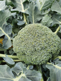 Насіння капусти броколі Ахілес F1 / Akhiles F1,55-65 днів купити оптом і в роздріб в Україні за вигідною ціною