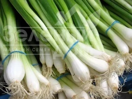 Лук на перо Вайт Лиссабон / White Lisabon, 35-45 дней купить оптом и в розницу в Украине по выгодной цене