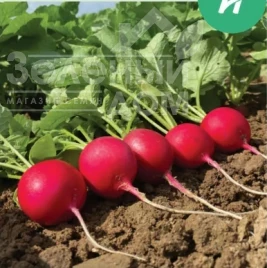 Семена редиса Пепито F1 / Pepito F1, 22-25 дней купить оптом и в розницу в Украине по выгодной цене