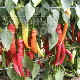 Насіння гіркого перцю Палівеь / Palivec,60-70 днів купити оптом і в роздріб в Україні за вигідною ціною