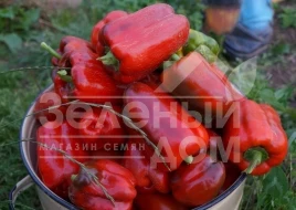 Семена сладкого перца Калифорнийское чудо / Californian chudo,125-130 дней купить оптом и в розницу в Украине по выгодной цене