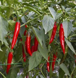 Насіння гіркого перцю Ред Девіл F1 / Red Devil F1,65-70 днів купити оптом і в роздріб в Україні за вигідною ціною