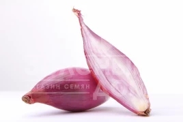 Лук репчатый Розовый Пингвин F1 / Pink Penguin F1, 80-100 дней купить оптом и в розницу в Украине по выгодной цене