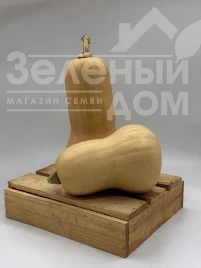 Семена тыквы Скарлет F1 / Skarlet F1,100-110 дней купить оптом и в розницу в Украине по выгодной цене