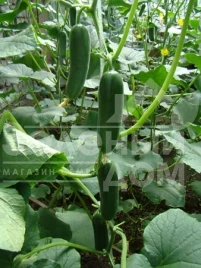 Семена огурцов Фонтина F1 / Fontina F1,45-50 дней купить оптом и в розницу в Украине по выгодной цене