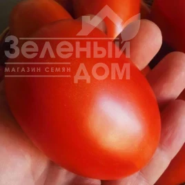 Насіння томату Сімон (INX 3001) F1 / Simon (INX 3001) F1, 120 днів купити оптом і в роздріб в Україні за вигідною ціною