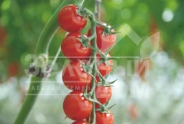 Семена томатов Сакура F1 / Sakura F1 купить оптом и в розницу в Украине по выгодной цене