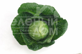 Насіння капусти білокачанної Аннеліза F1 / Annelisa F1,65-70 днів купити оптом і в роздріб в Україні за вигідною ціною