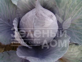 Семена капусты краснокочанной Руфус / Rufus купить оптом и в розницу в Украине по выгодной цене