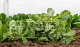 Семена салата Бонвита / Bonvita купить оптом и в розницу в Украине по выгодной цене