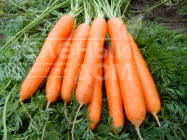 Насіння моркви Альянс F1 / Alliance F1 купити оптом і в роздріб в Україні за вигідною ціною