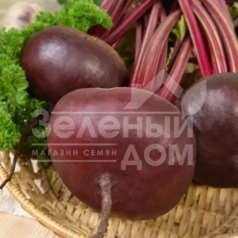 Семена свеклы Египетский / Egipetskiy, 100-120 дней купить оптом и в розницу в Украине по выгодной цене