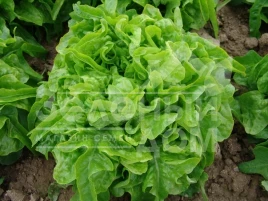 Семена салата Дубачек / Dubachek,50-55 дней купить оптом и в розницу в Украине по выгодной цене