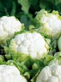 Семена капусты цветной Синерджи F1 / Synergy F1,70-75 дней купить оптом и в розницу в Украине по выгодной цене