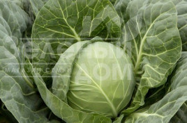 Насіння капусти білокачанної Болікор F1 / Bolikor F1,55-60 днів купити оптом і в роздріб в Україні за вигідною ціною