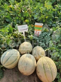 Семена дыни Талисман F1 / Talisman F1 купить оптом и в розницу в Украине по выгодной цене