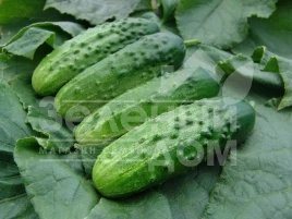 Семена огурцов Алтай F1 / Altaj F1 купить оптом и в розницу в Украине по выгодной цене