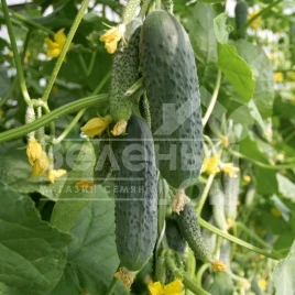 Семена огурцов Атаман F1 / Ataman F1,41-46 дней купить оптом и в розницу в Украине по выгодной цене