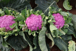 Насіння капусти цвітної Лавендер F1 / Lavender F1, 65-90 днів купити оптом і в роздріб в Україні за вигідною ціною