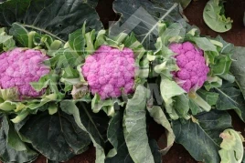 Капуста цвітна Лавендер F1 / Lavender F1, 65-90 днів купити оптом і в роздріб в Україні за вигідною ціною