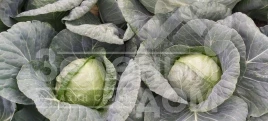Семена капусты белокочанной Бурбон F1 / Burbon F1 (Балбро F1),65-70 дней купить оптом и в розницу в Украине по выгодной цене