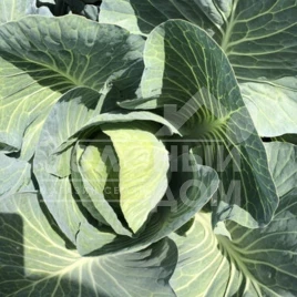 Семена капусты белокочанной Орегон F1 / Oregon F1,100-110 дней купить оптом и в розницу в Украине по выгодной цене