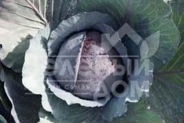 Семена капусты краснокочанной Ранчеро F1 / Ranchero F1,92 дня купить оптом и в розницу в Украине по выгодной цене