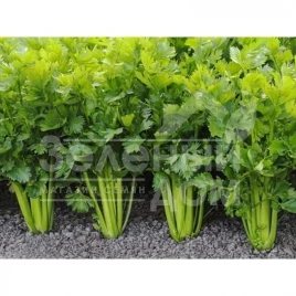 Семена сельдерея Стетхем / Stetham купить оптом и в розницу в Украине по выгодной цене