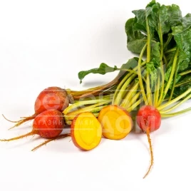 Семена свеклы Голден Ай / Golden Eye, 85-90 дней купить оптом и в розницу в Украине по выгодной цене