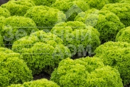 Семена салата Лимасол / Limassol купить оптом и в розницу в Украине по выгодной цене