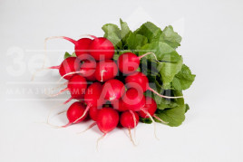 Насіння редису Валері F1 / Valerie F1,25-28 днів купити оптом і в роздріб в Україні за вигідною ціною