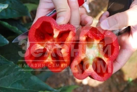Семена сладкого перца Ред Джет F1 / Red Jet F1,75-80 дней купить оптом и в розницу в Украине по выгодной цене