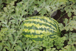 Насіння кавуна ЛС 1810 F1 / LS 1810 F1 купити оптом і в роздріб в Україні за вигідною ціною