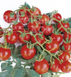 Насіння томатів Старскрім F1 / Starskrim F1,95 днів купити оптом і в роздріб в Україні за вигідною ціною