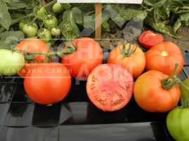 Насіння томатів Арнольд (INX 1577) F1 / Arnold (INX 1577) F1,95-100 днів купити оптом і в роздріб в Україні за вигідною ціною