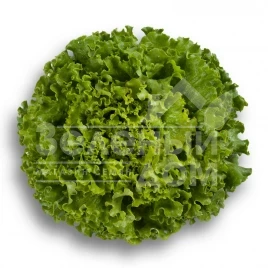 Семена салата Патишн / Partition купить оптом и в розницу в Украине по выгодной цене