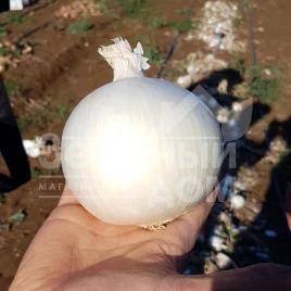 Лук репчатый КС 725 F1 / KS 725 F1,115-120 дней купить оптом и в розницу в Украине по выгодной цене