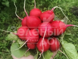 Семена редиса Сарита F1 / Sarita F1 купить оптом и в розницу в Украине по выгодной цене