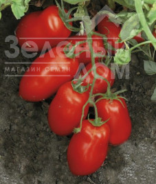Насіння томатів Харді F1 / Hardi F1, 100 днів купити оптом і в роздріб в Україні за вигідною ціною