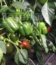 Насіння солодкого перцю Амарок F1 / Amarok F1,85 днів купити оптом і в роздріб в Україні за вигідною ціною