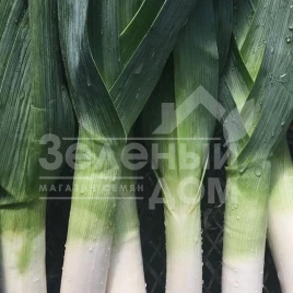 Лук порей Матейко F1 / Matejko F1,120 дней купить оптом и в розницу в Украине по выгодной цене