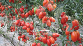 Насіння томатів Колібрі F1 / Colibri F1,70-75 днів купити оптом і в роздріб в Україні за вигідною ціною