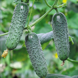 Насіння огірків Мадіта F1 / Madita F1,40-45 днів купити оптом і в роздріб в Україні за вигідною ціною