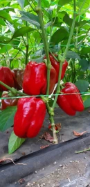 Семена сладкого перца Менчул F1 / Menchul F1, 65-72 дня купить оптом и в розницу в Украине по выгодной цене